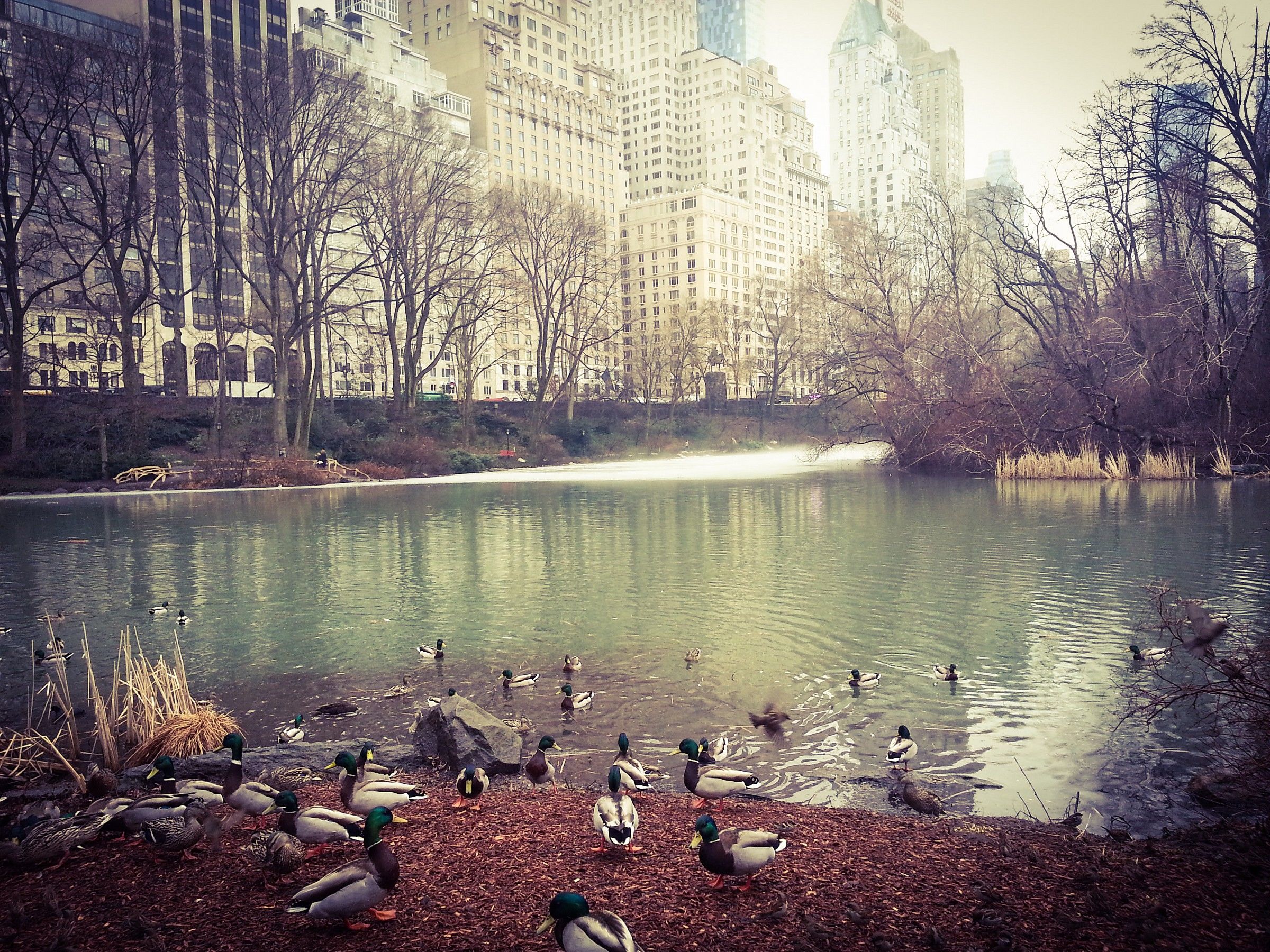 Flowers of Autumn in Central Park