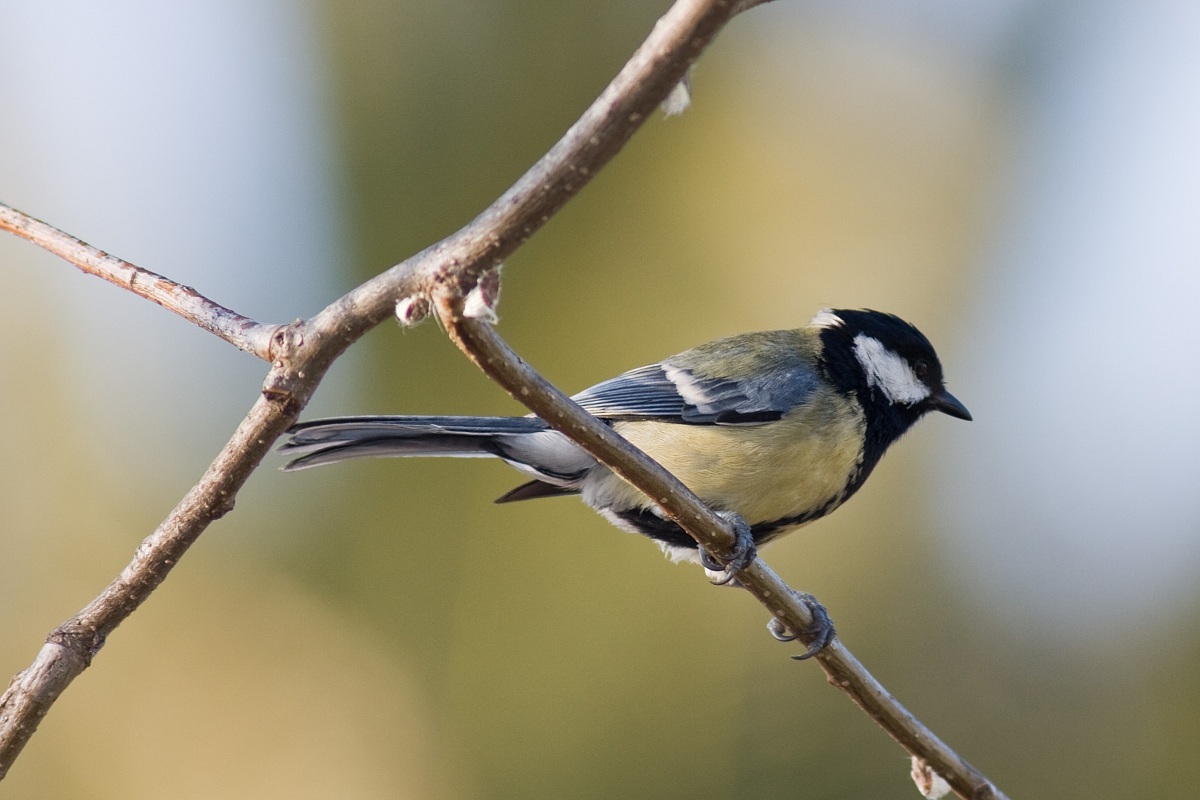 Great Tit