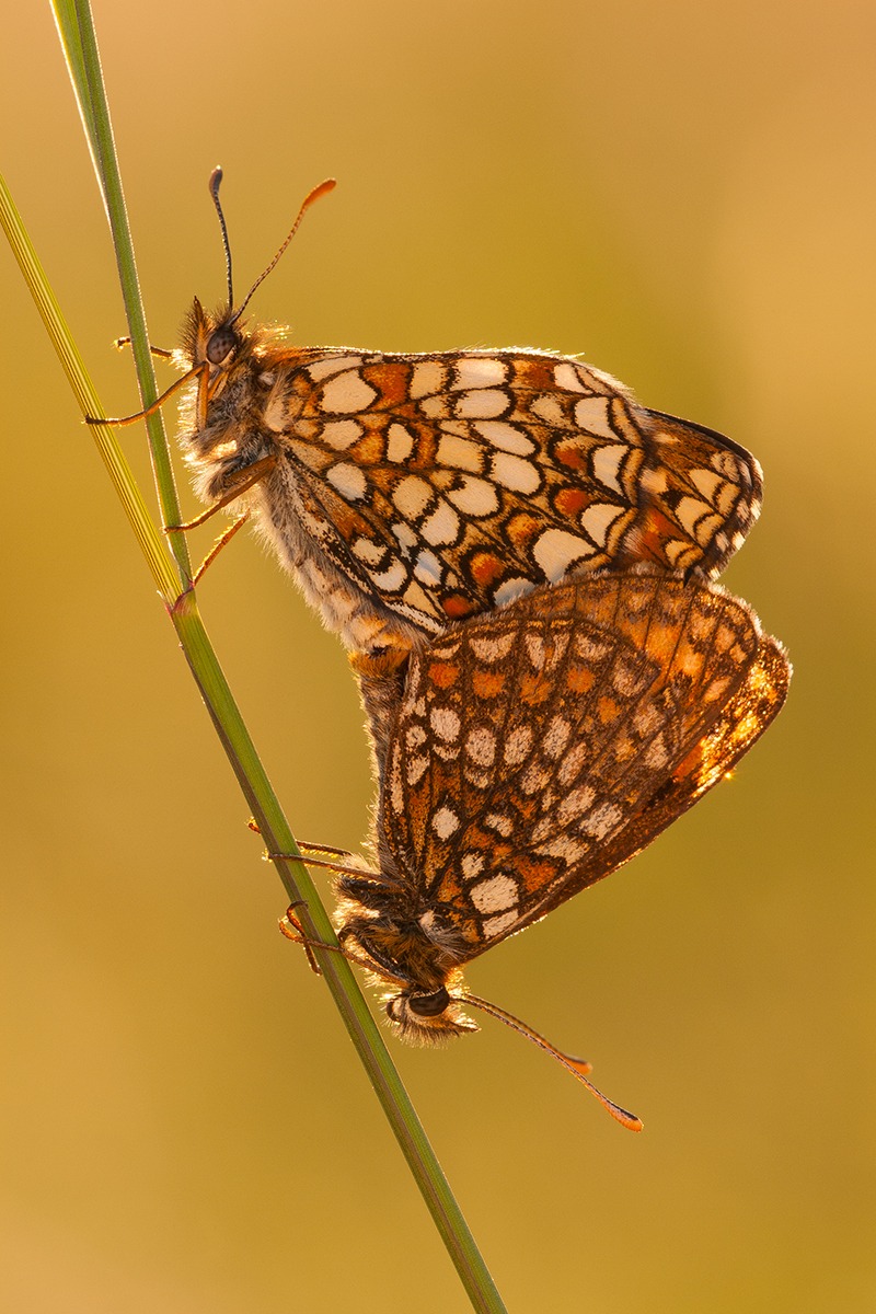 Melitaea athalia pair