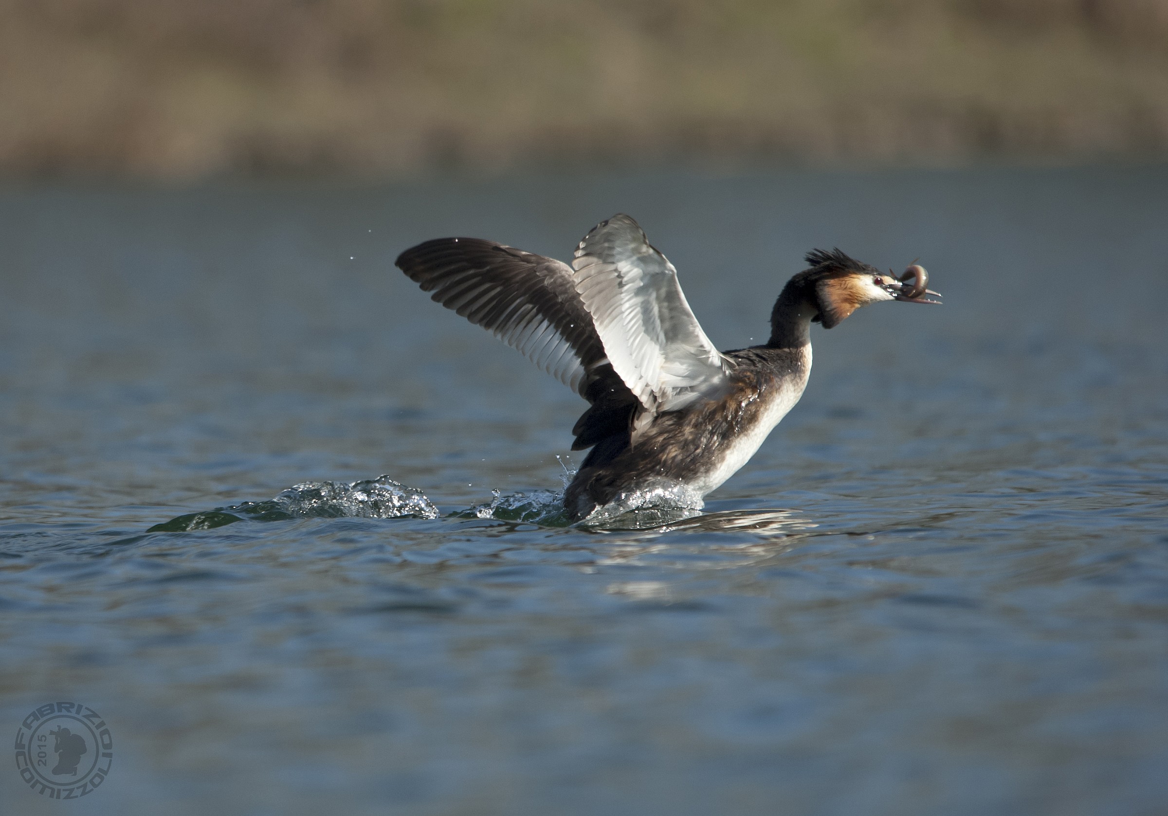 Great Crested Grebe - Podiceps cristatus