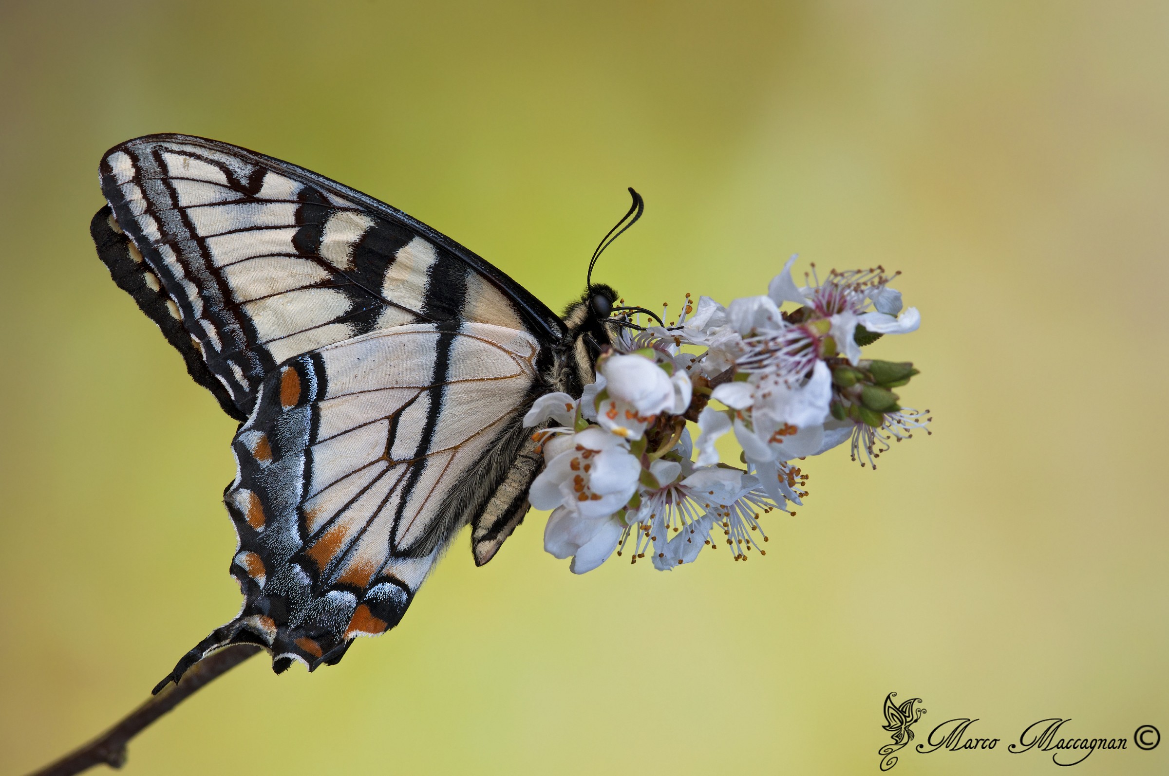 Eastern Tiger Swallowtail