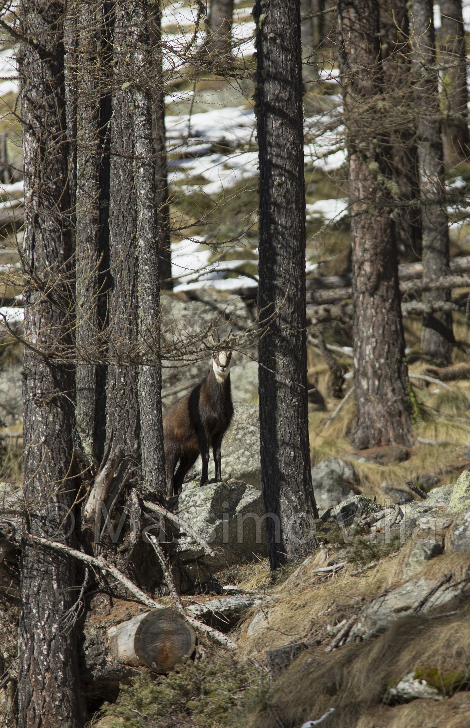 Camoscio tra i boschi