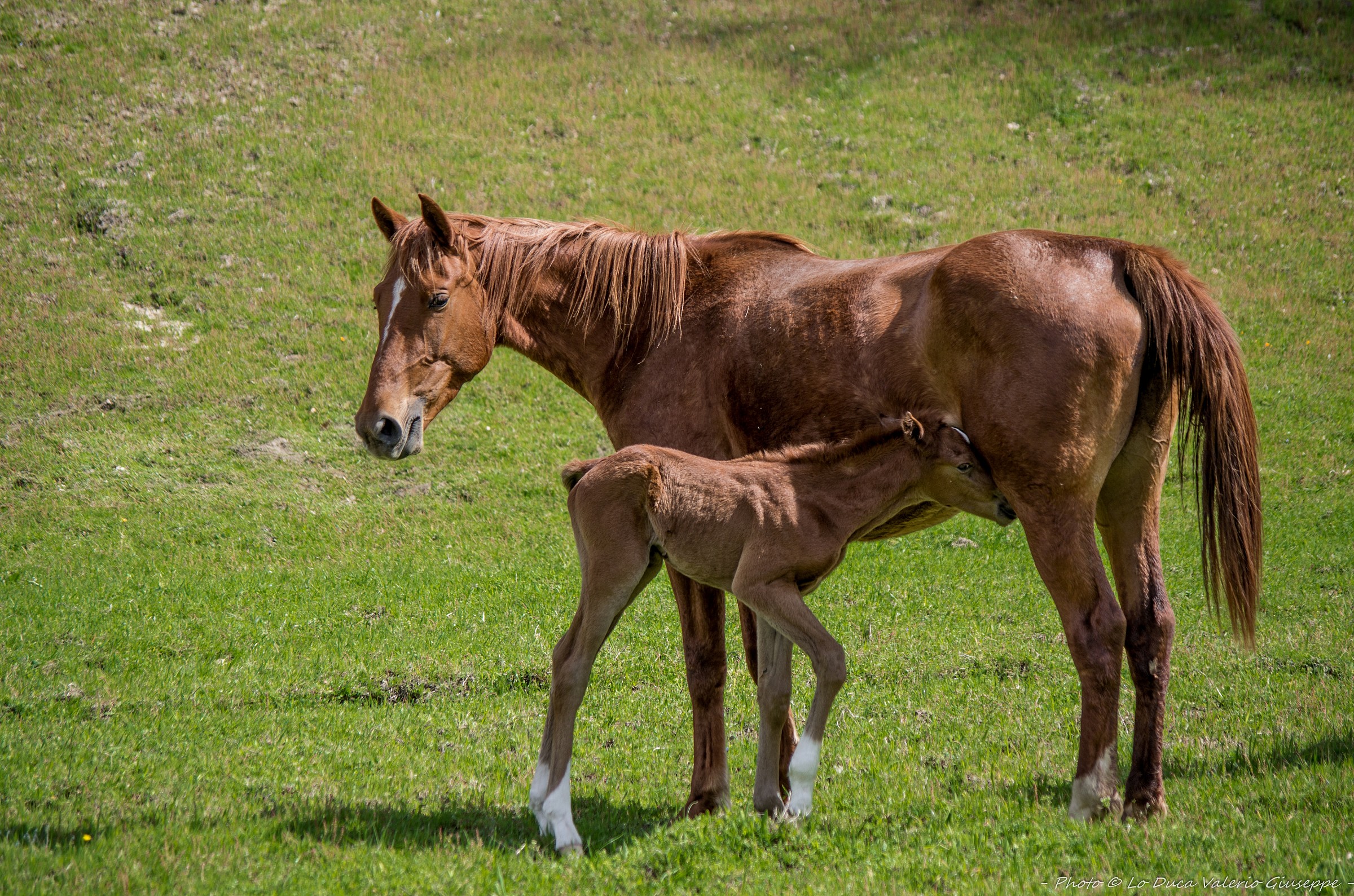 There are no bad horses ...