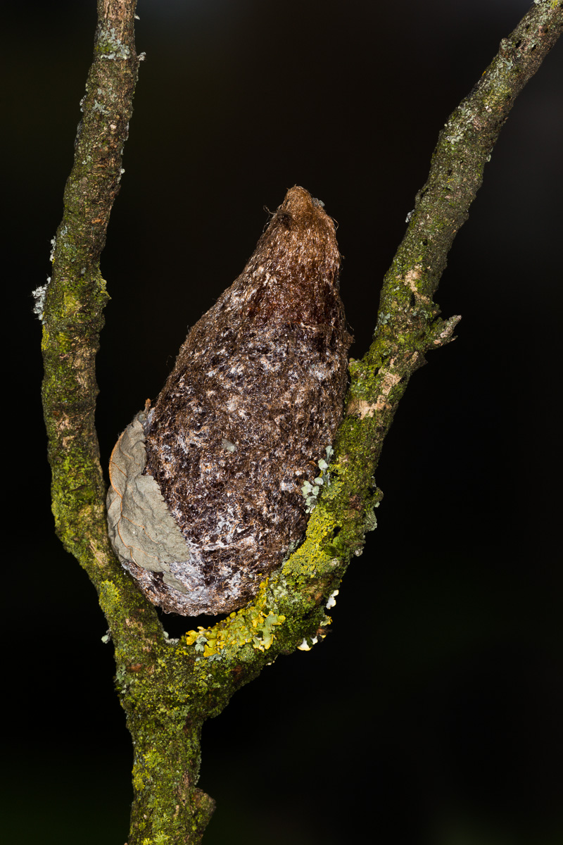 Cocoon wintering Saturnia pyri ...