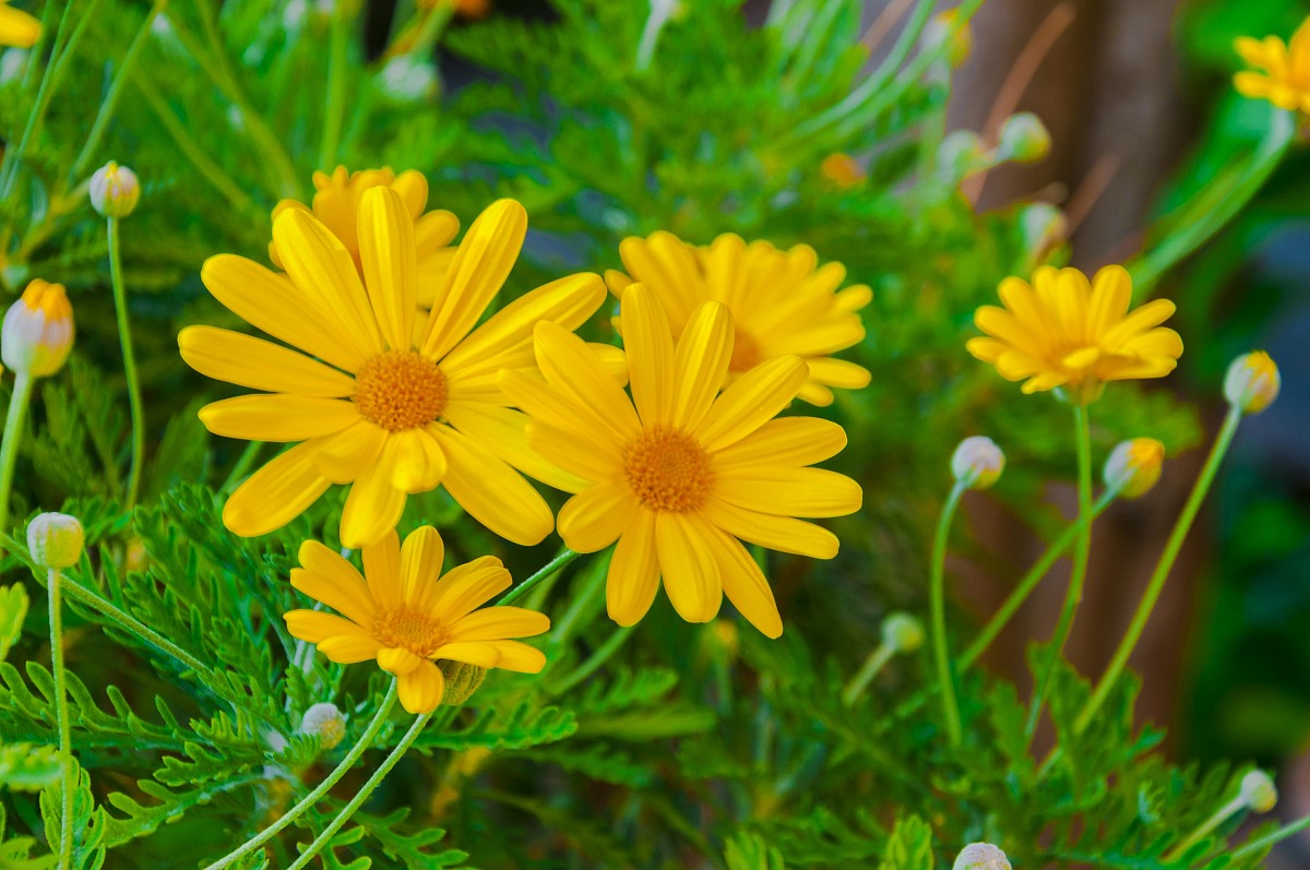 Flowers in the garden
