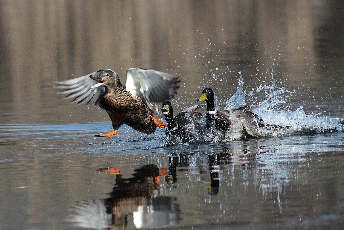 cosa mi tocca fare....