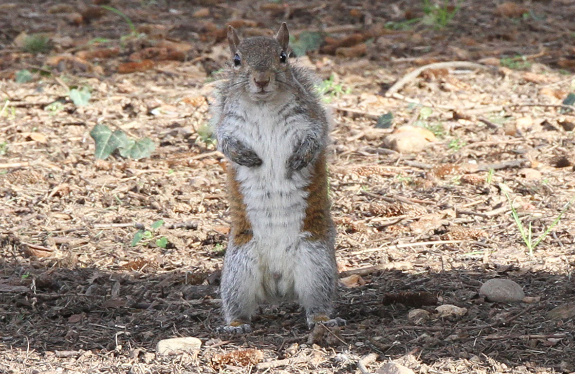 Its height Squirrel