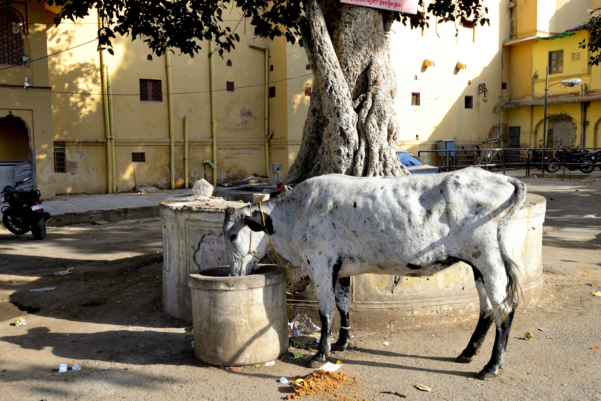 rajasthan sacred-cow grazing