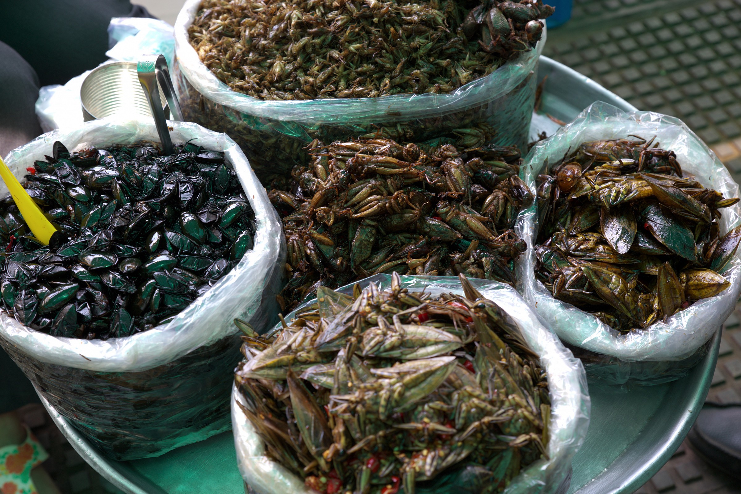 Cambogia - Gustosi insetti