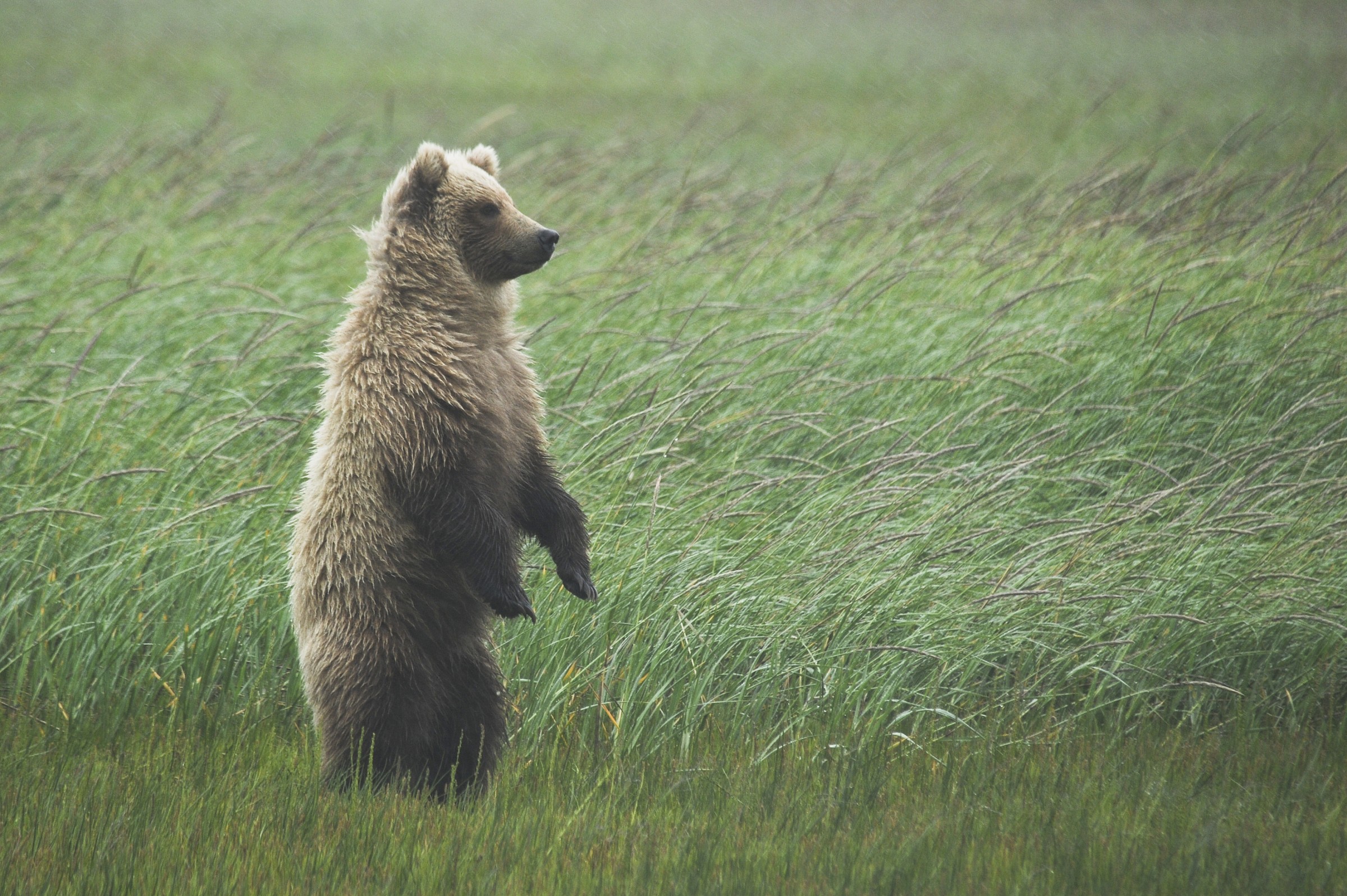 Alaska - acquazzone a Lake Clark