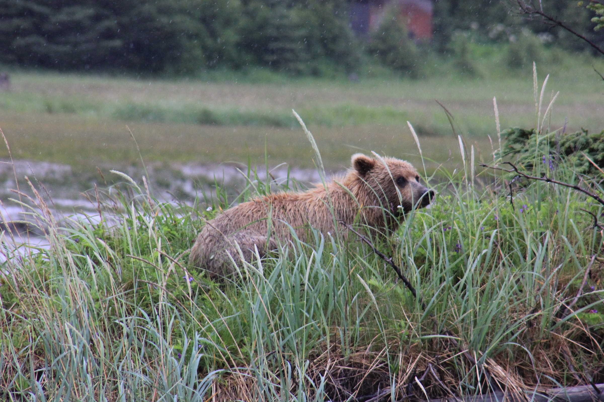 Alaska - Denali Park