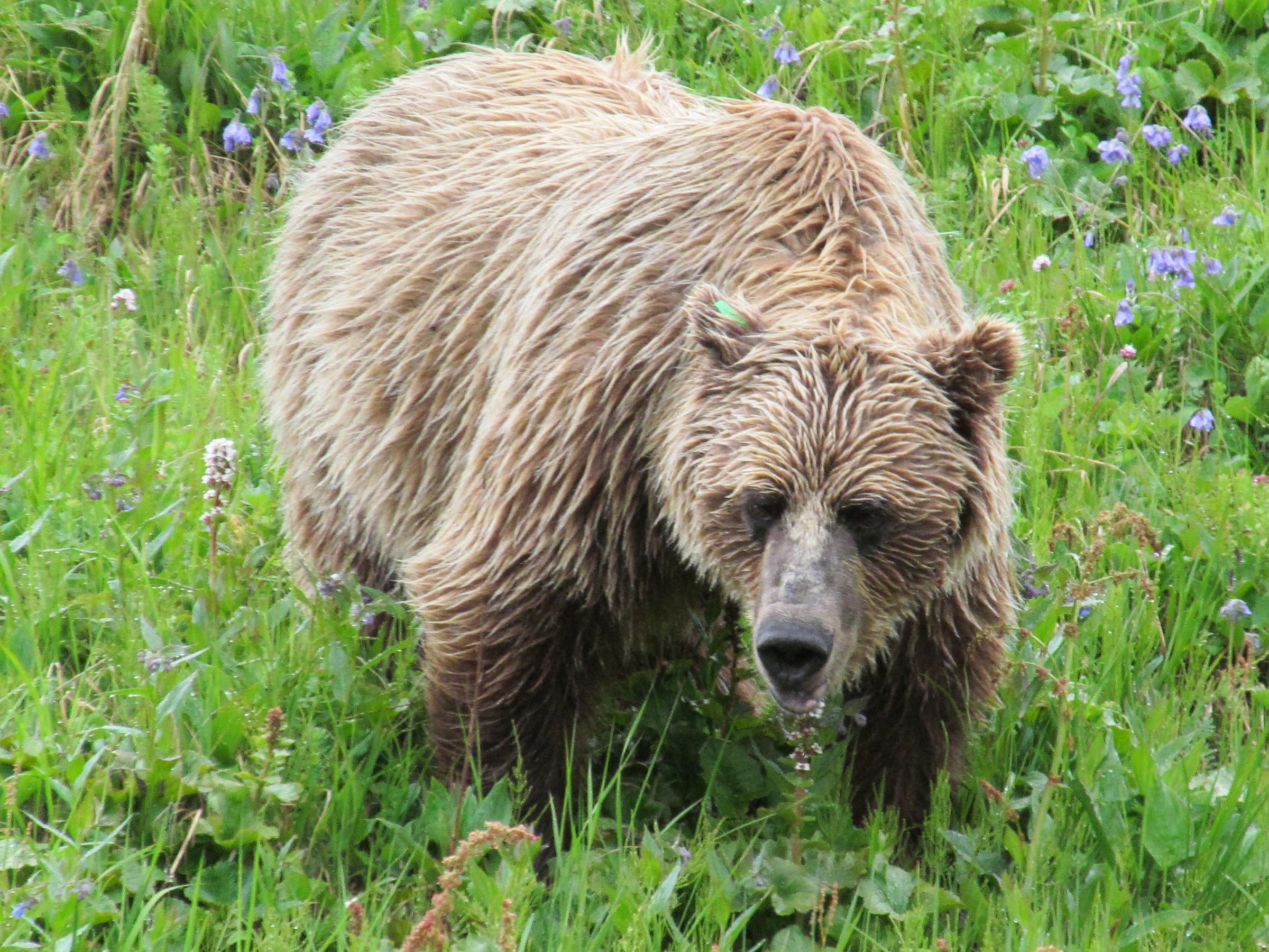 Alaska - Denali Park