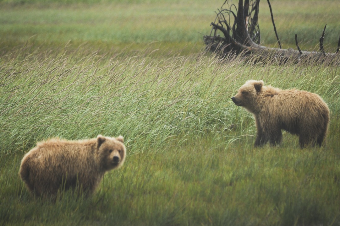 Alaska - Lake Clark sotto la pioggia