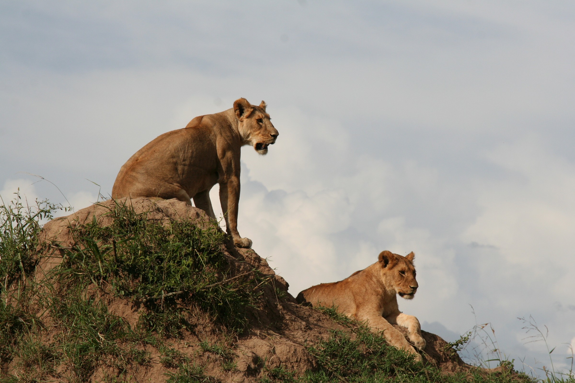 Masai Mara - In attesa
