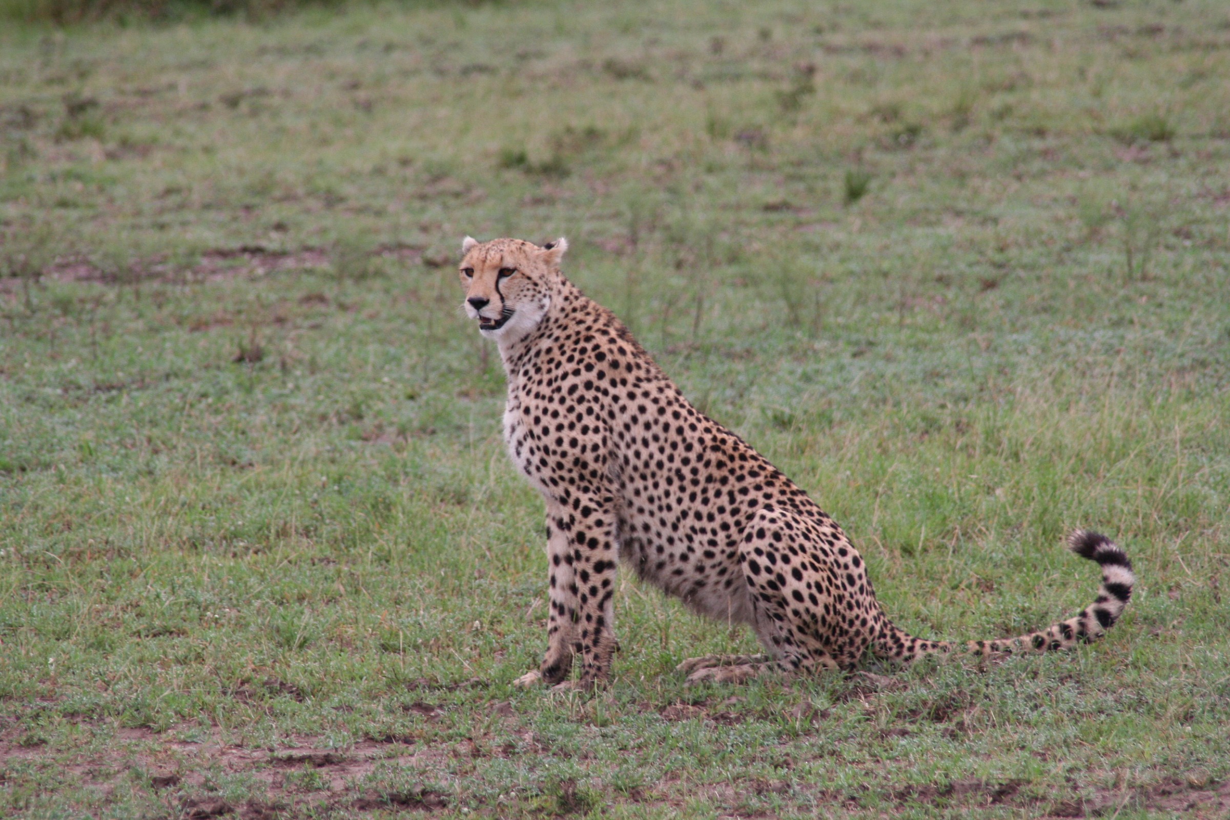 Masai Mara