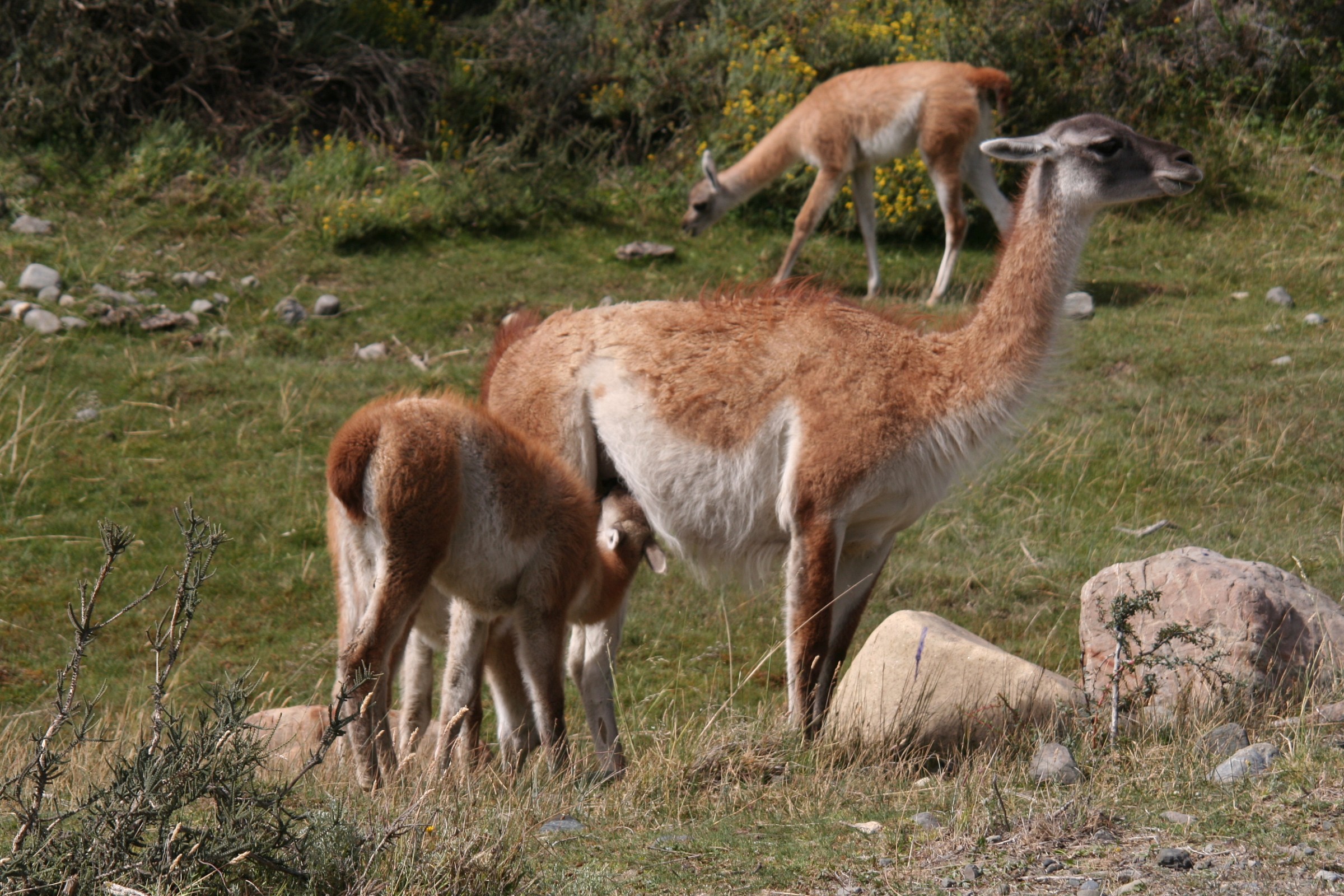 Patagonia  - In famiglia