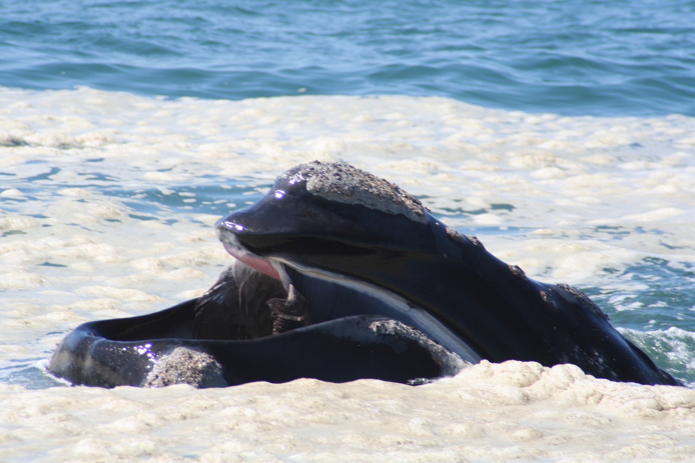 Sud Africa _ Balene a Hermanus