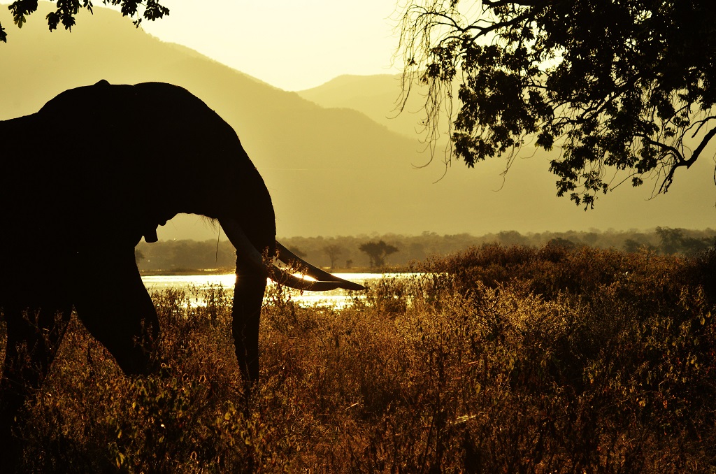 majestic elephant by the mighty Zambezi river