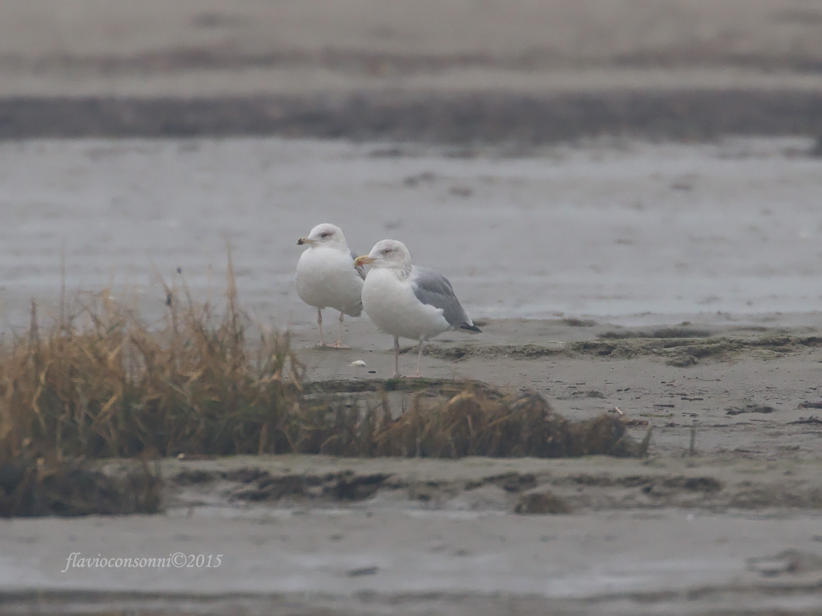 Gabbiano reale nordico