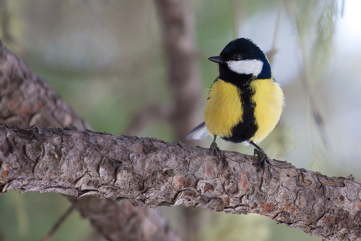 Parus major (Cinciallegra)