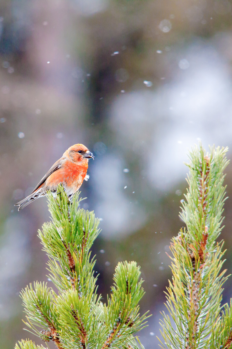 Fringilla coelebs (Fringuello)?