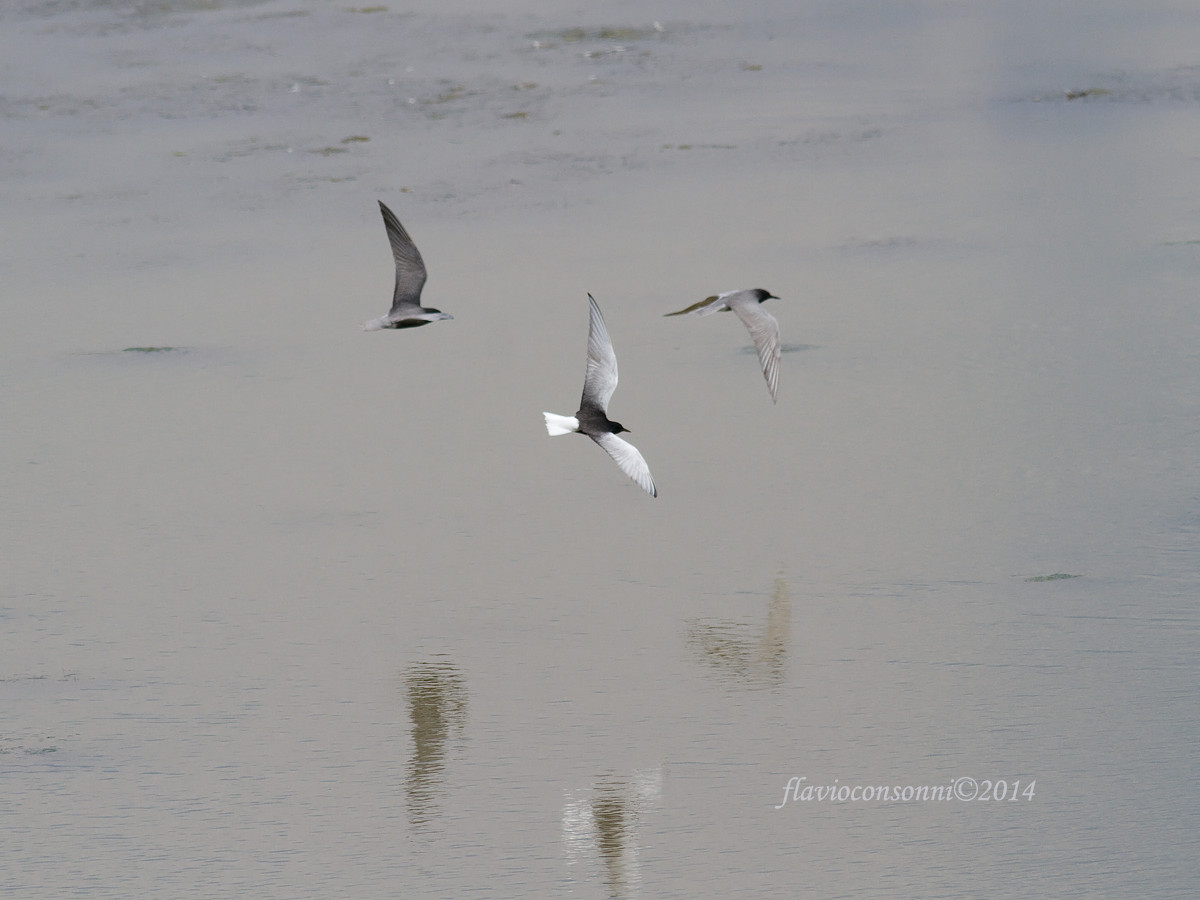Mignattino alibianche