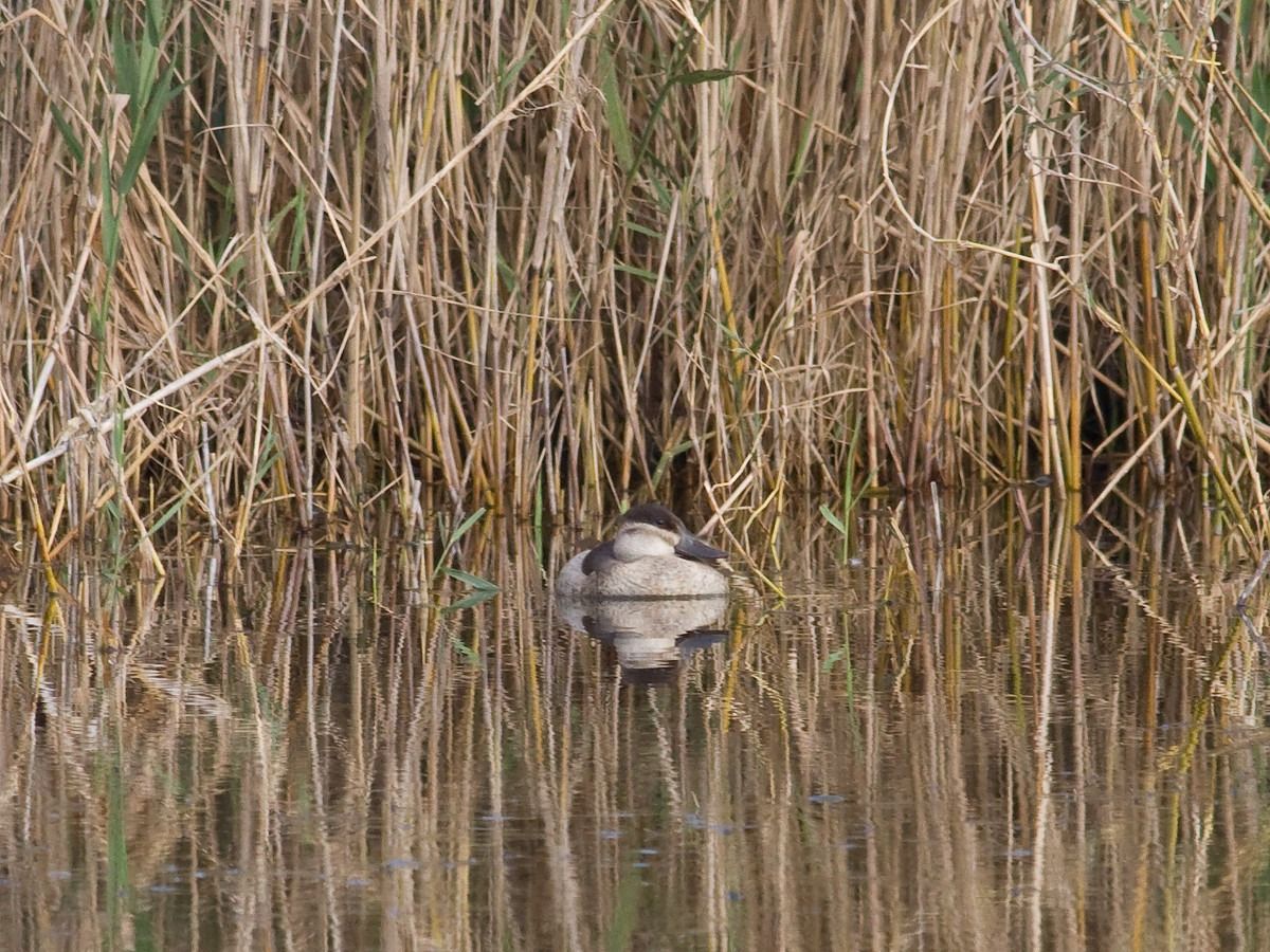 Gobbo della Giamaica