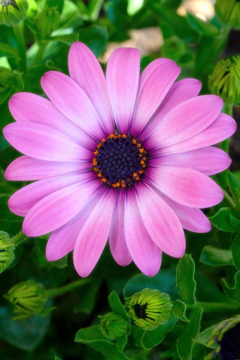 Margherita africana.