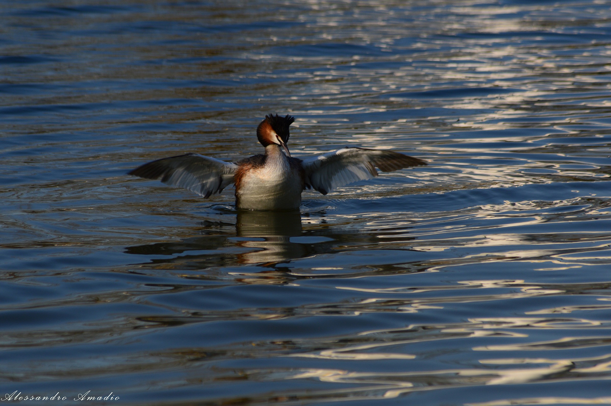 Svasso intento ad asciugarsi