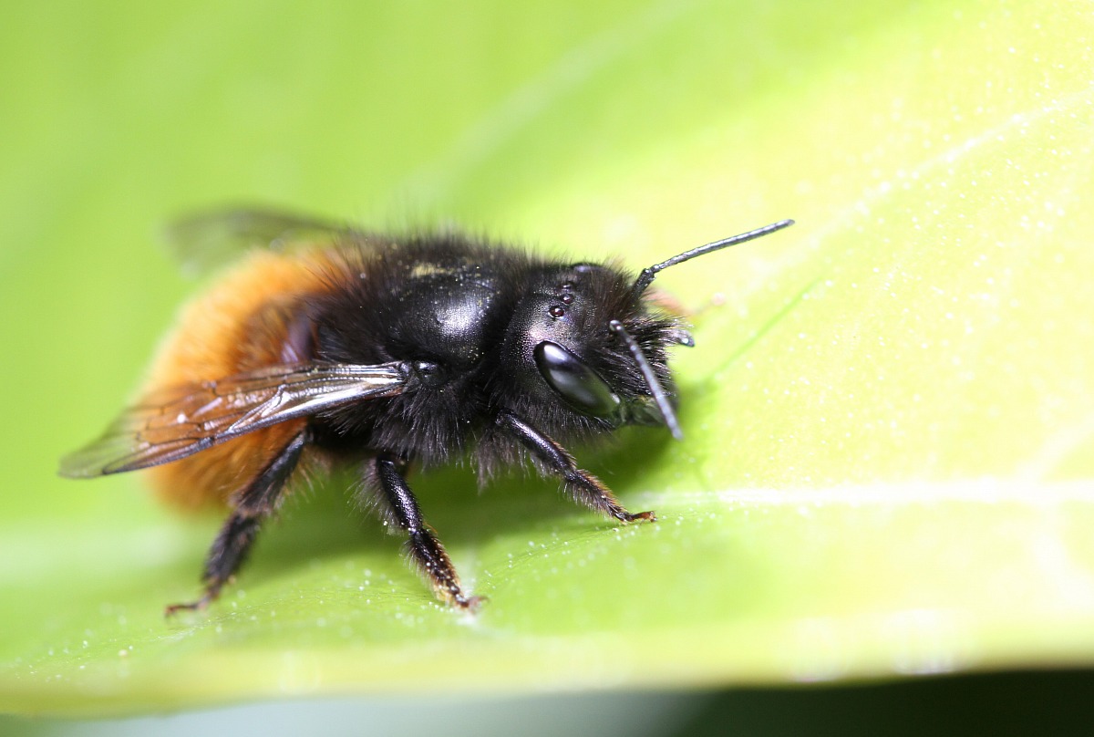 Melanobombus lapidarius