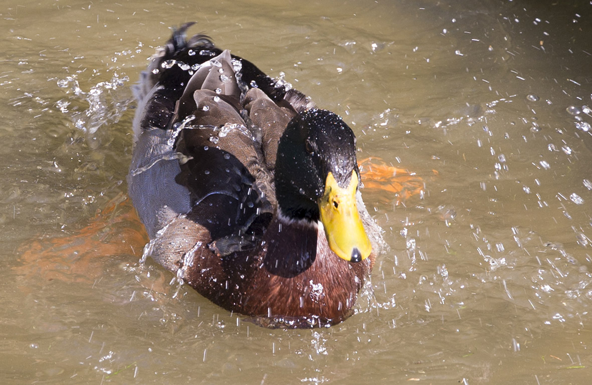 How nice to be in the water