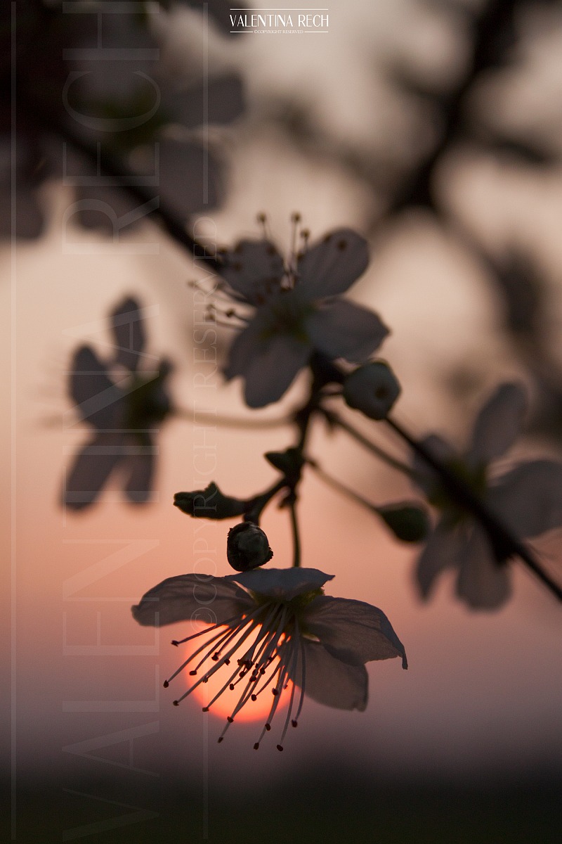 Scende il sole tra i fiori di primavera