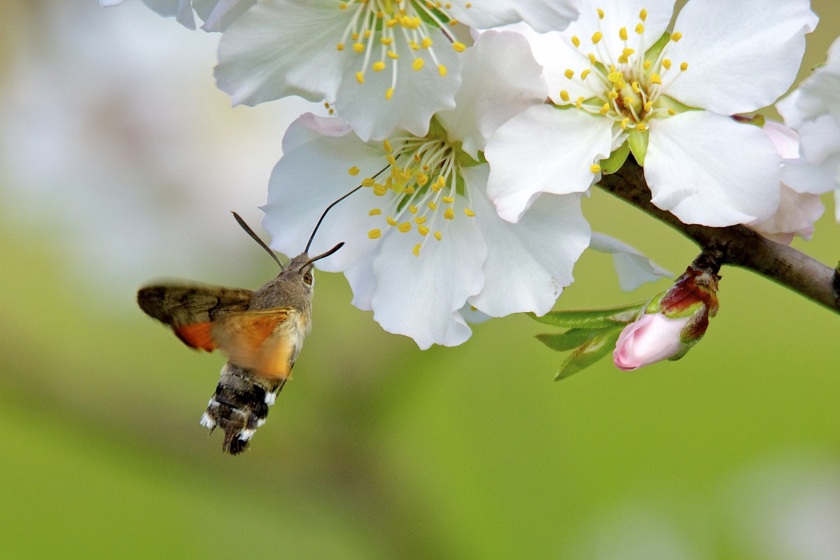 Fiori di mandorlo e Macroglossum stellatarum