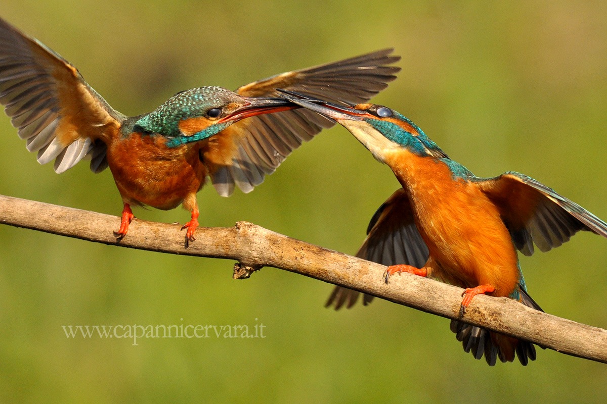 Schermaglie di coppia