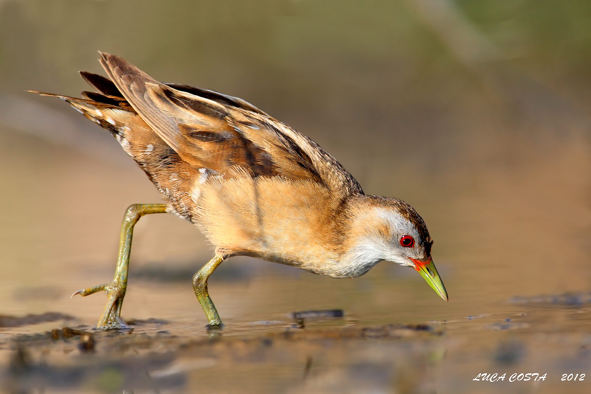 Crake Female