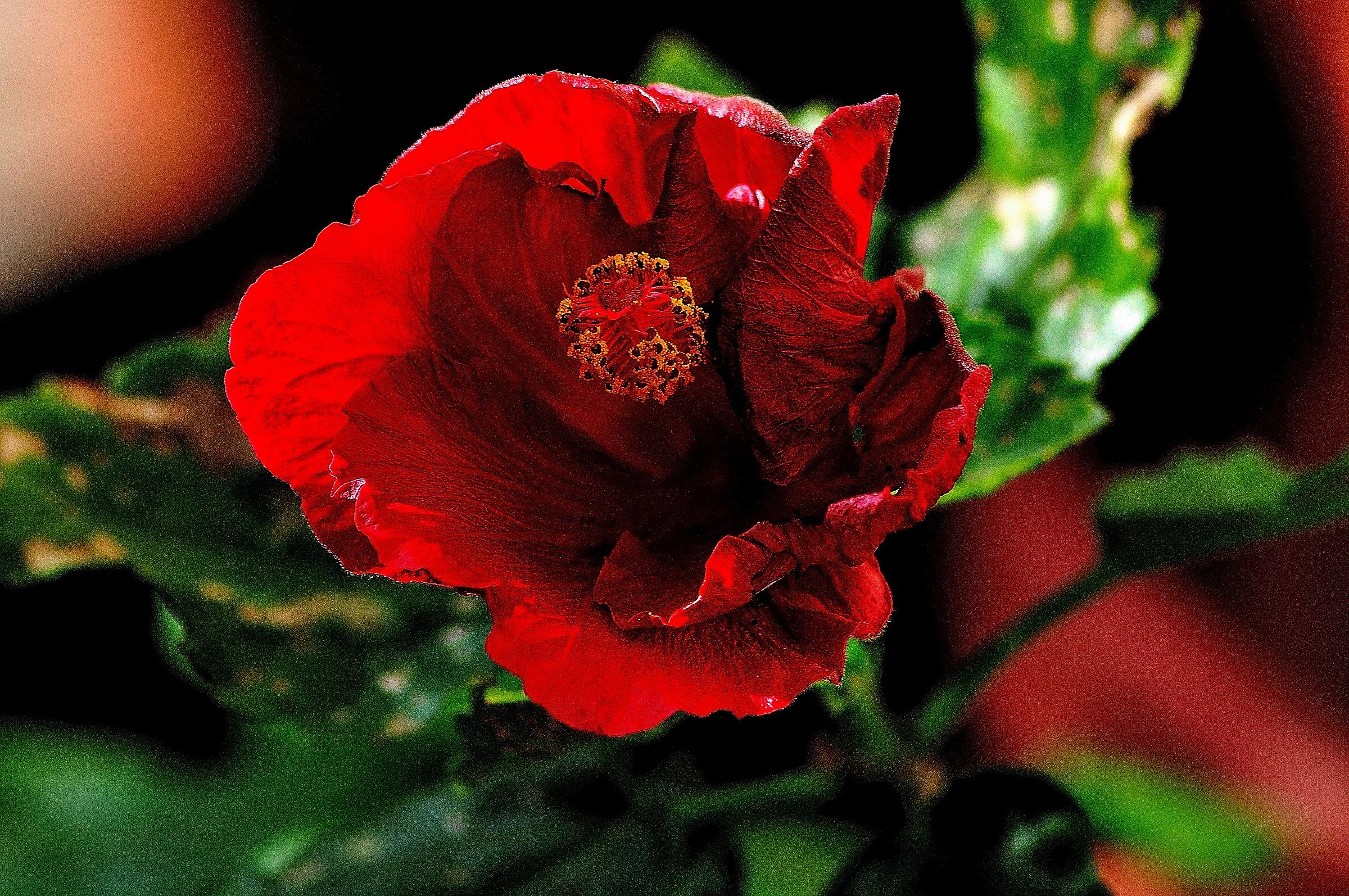 Passione ..... Rosso