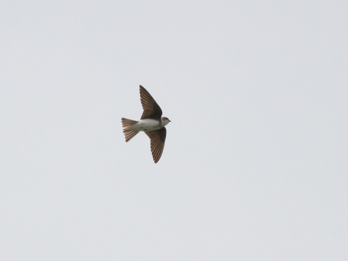 Sand Martin