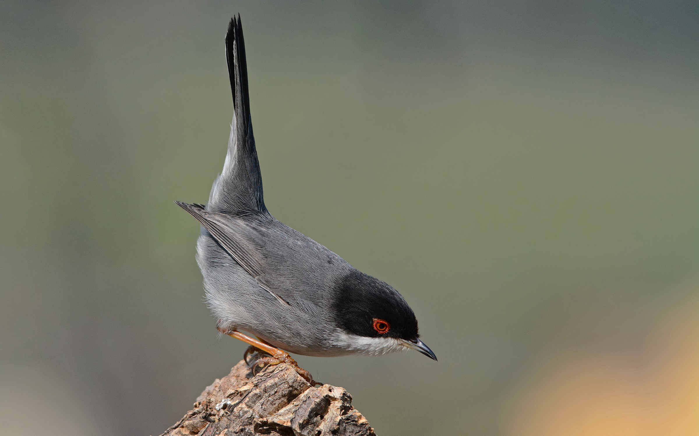 Warbler (Sylvia melanocephala) male alerted.