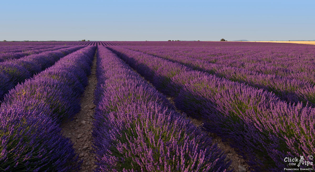 Distesa di Lavanda in Provenza
