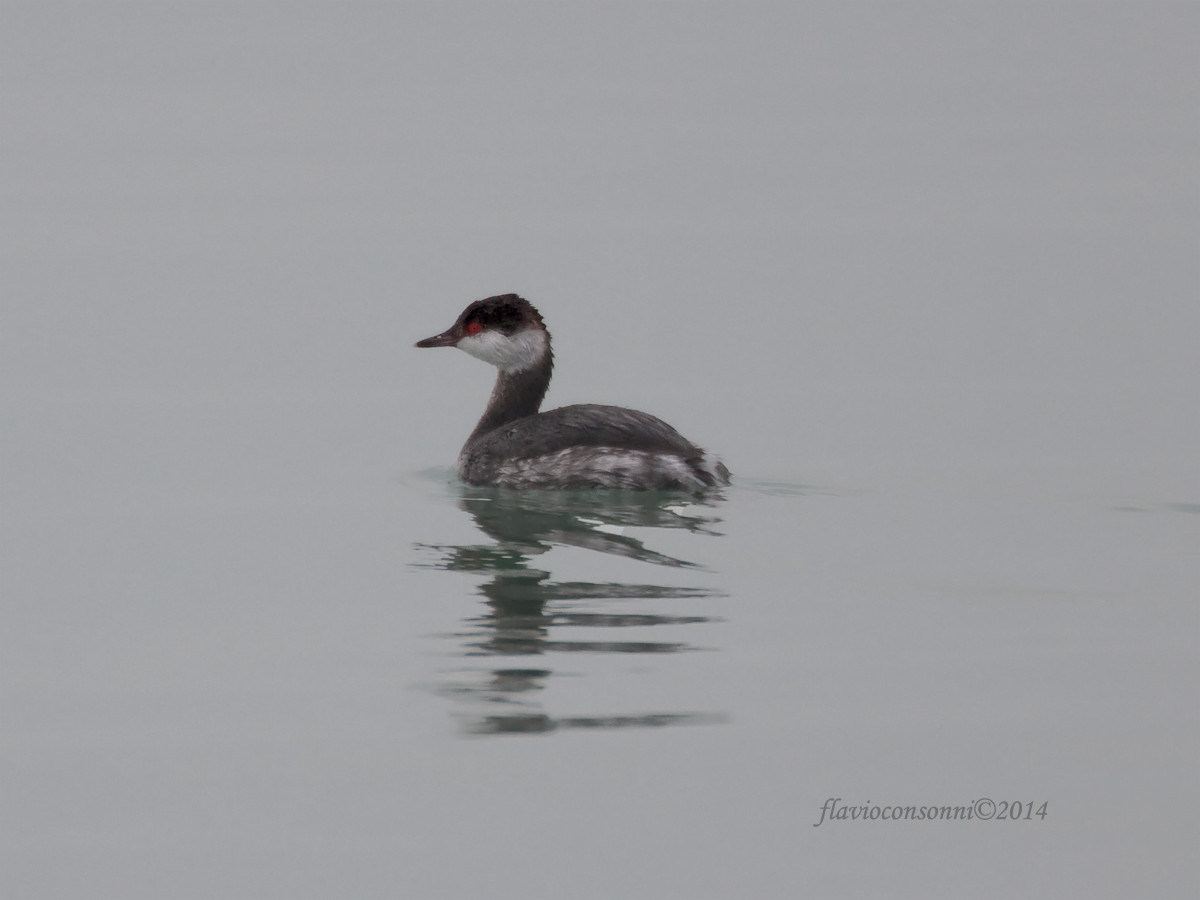 Horned Grebe