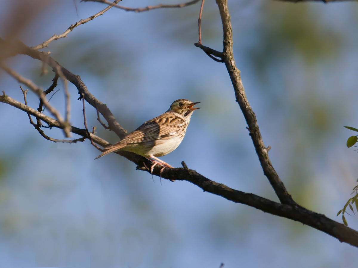 Woodlark