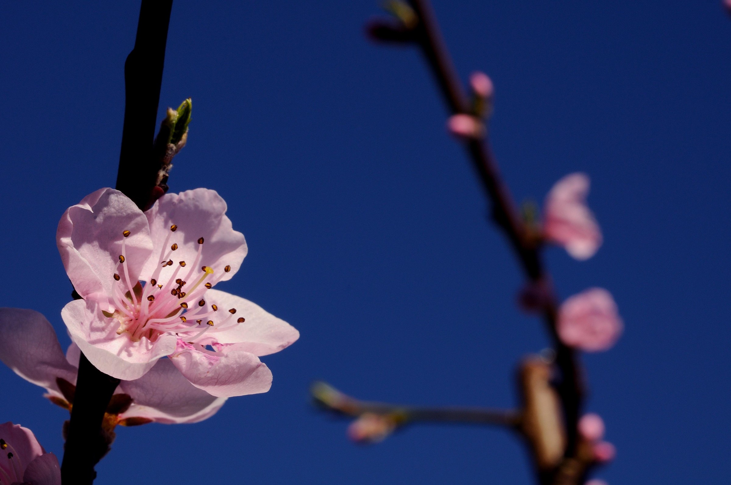 Peach flower vines