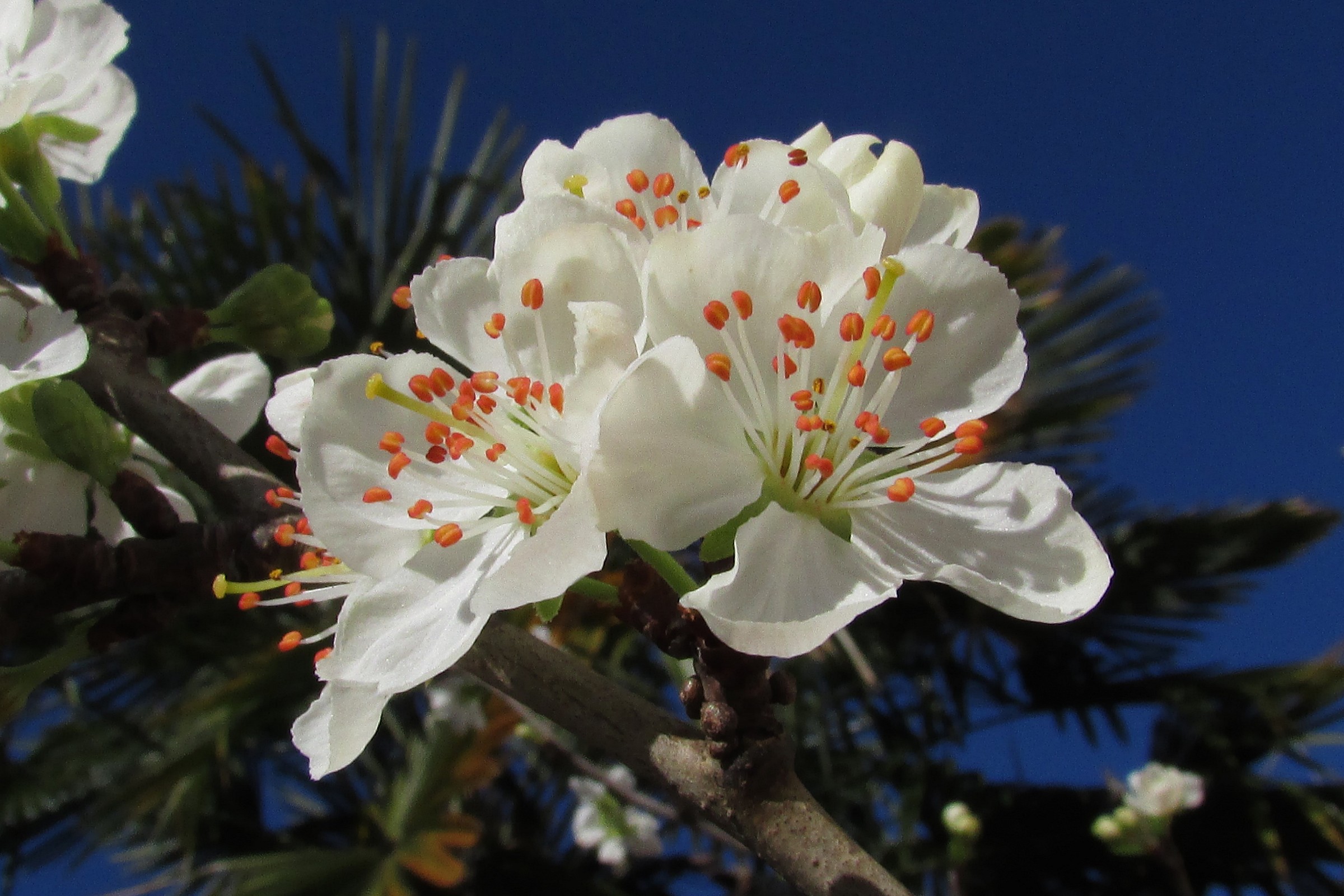 fiore di pruno selvatico