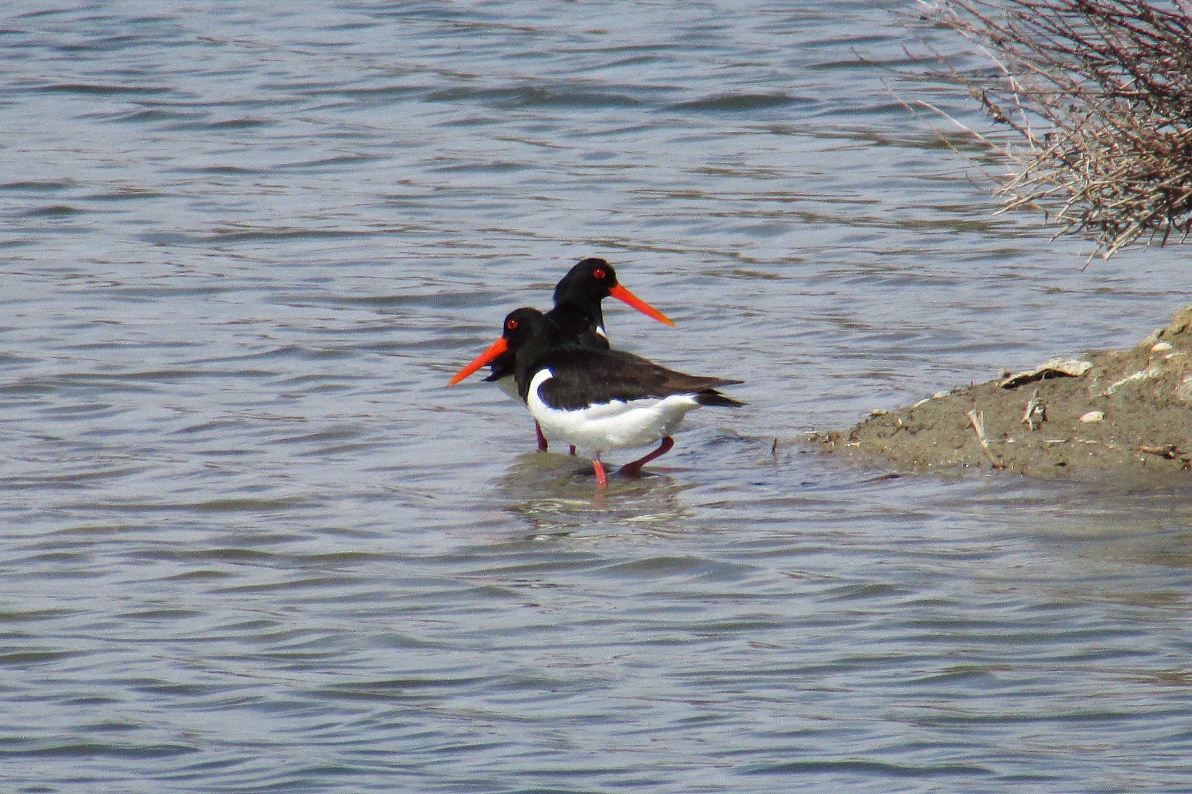 Oystercatcher