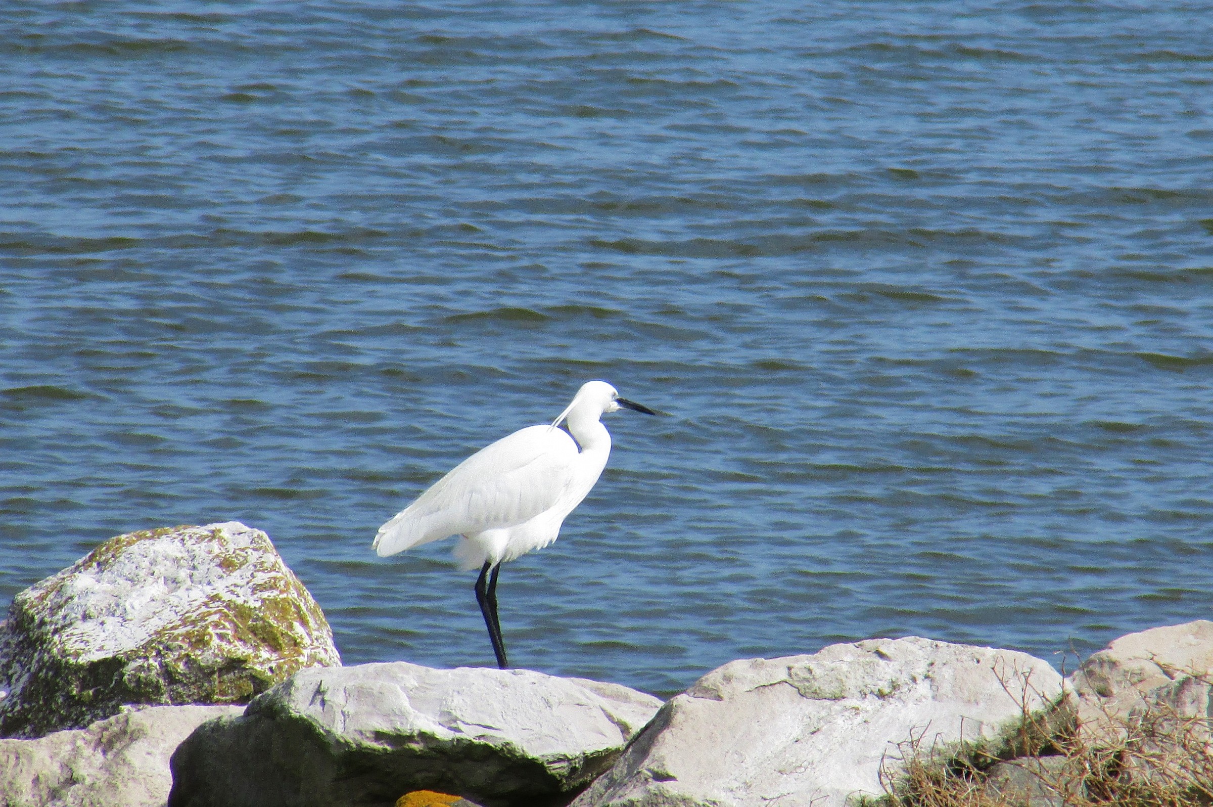 White egret