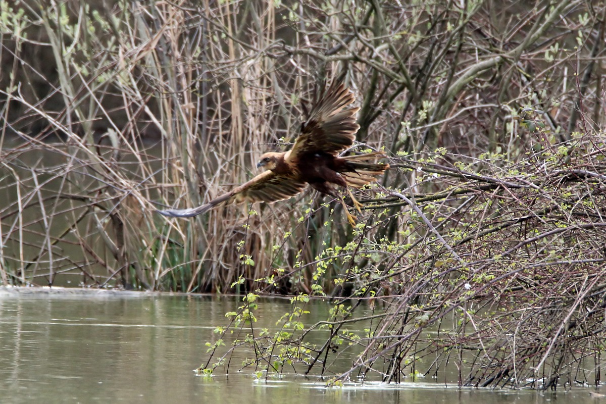 nibbio bruno o falco di palude?