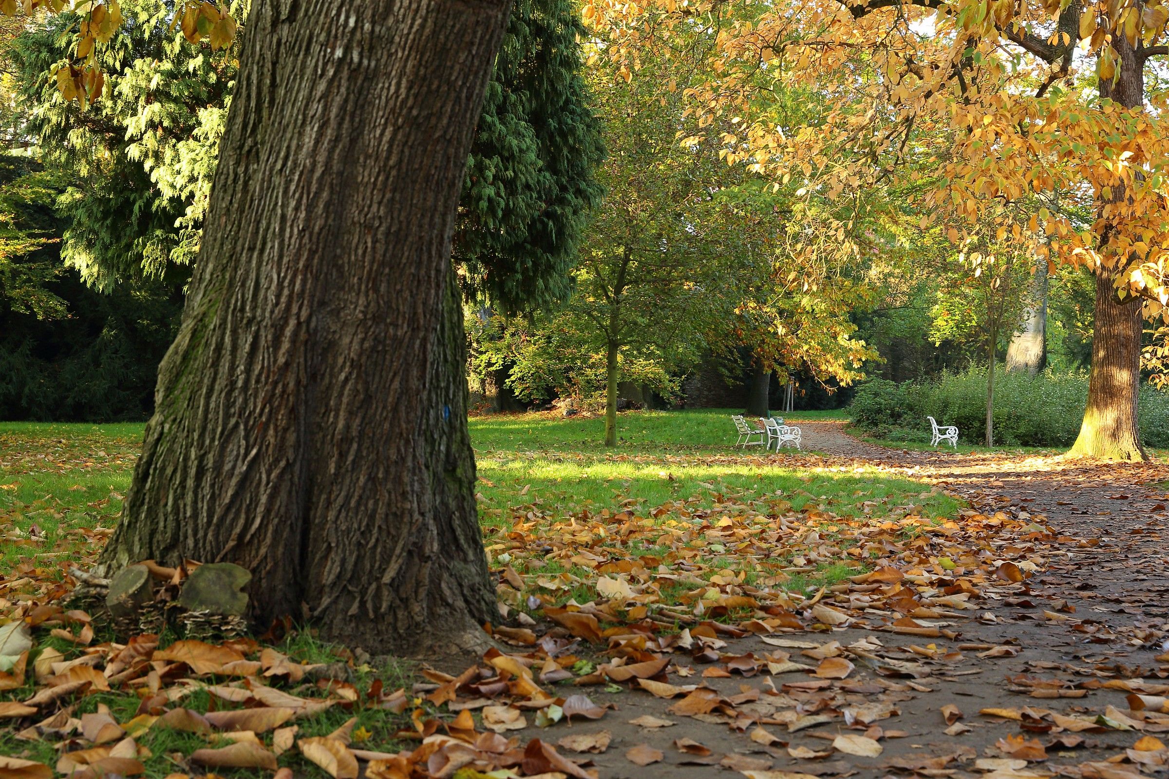 Autumn in castle park