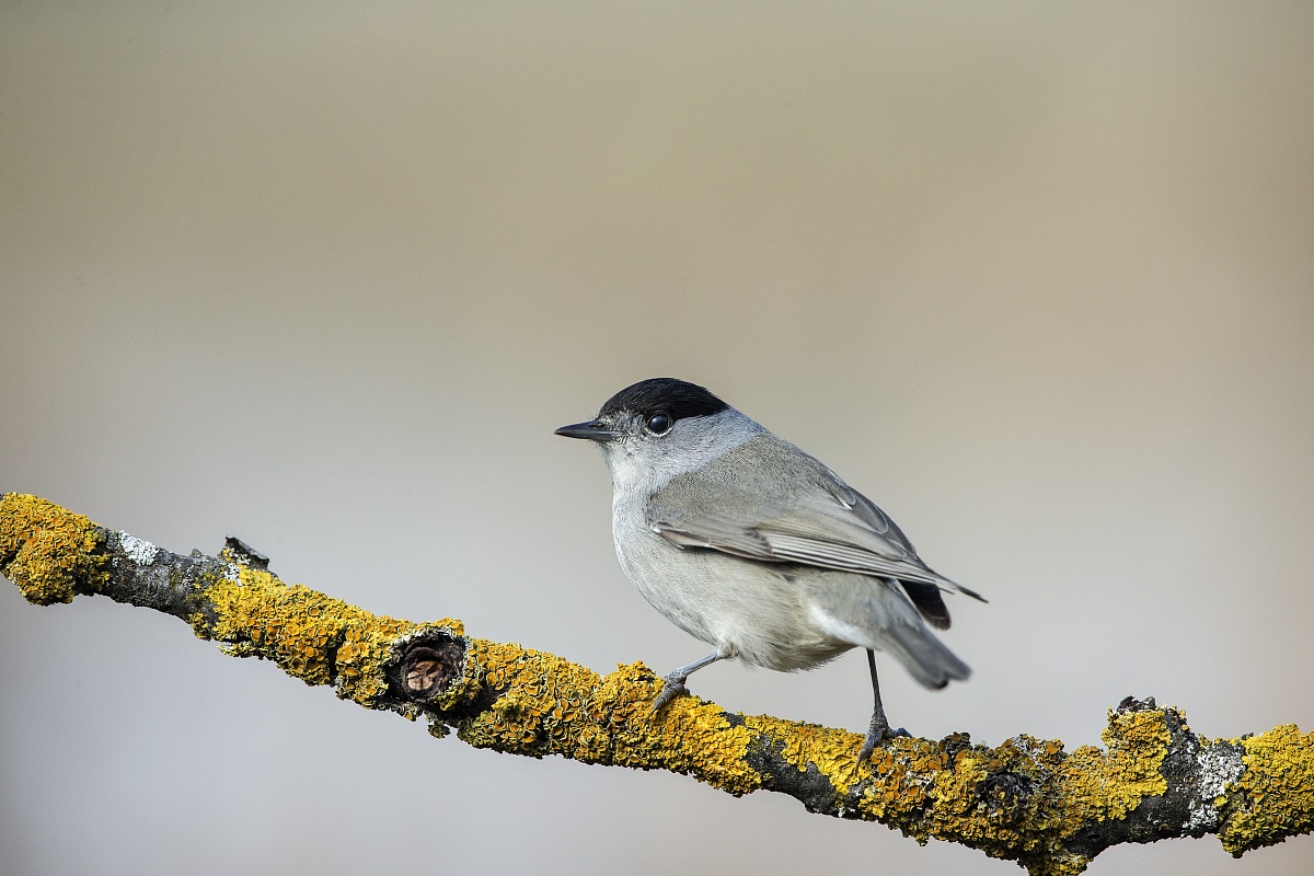 Capinera - tono su tono
