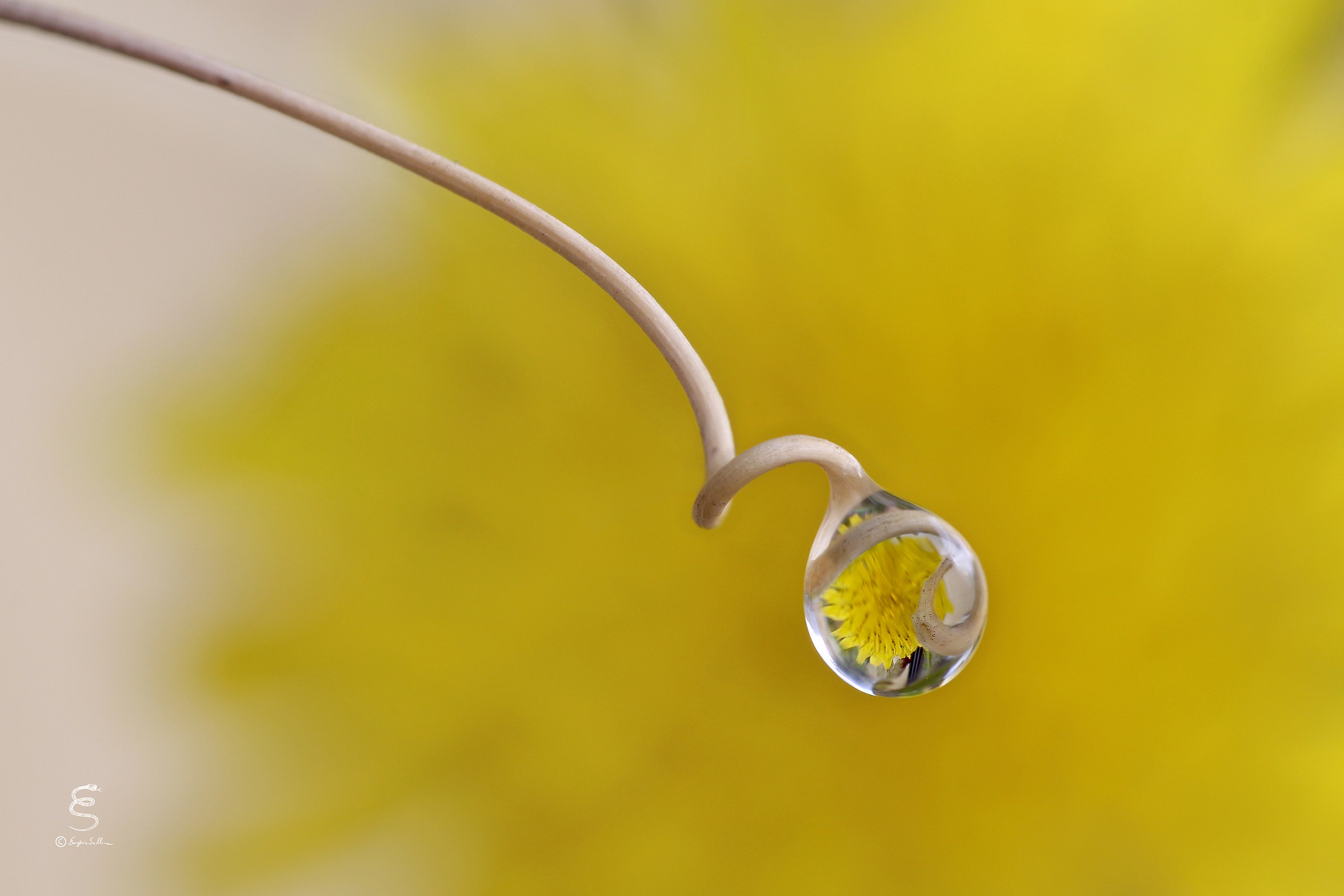 Dandelion reflected in the spiral of Passiflora