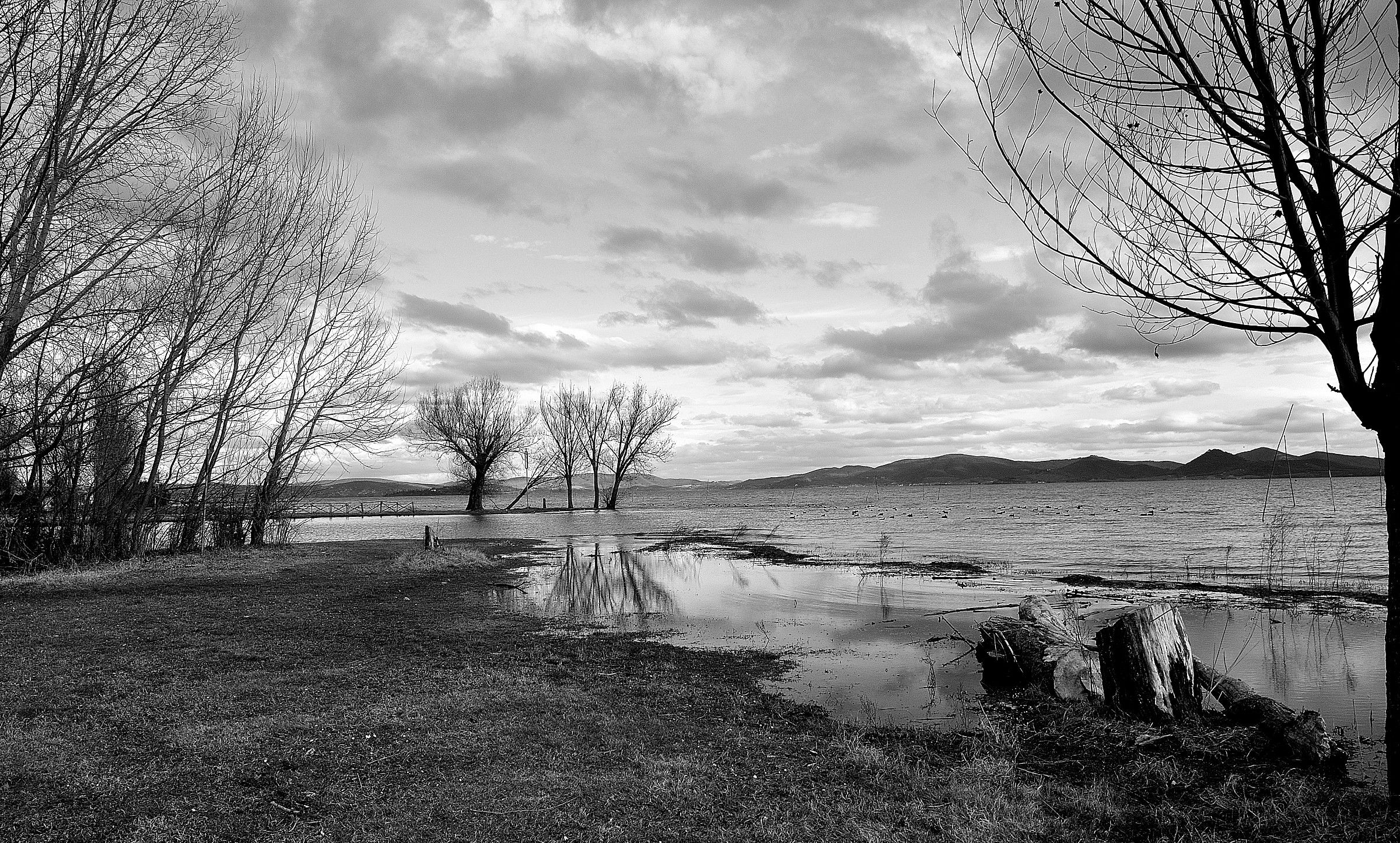 Loneliness among the trees